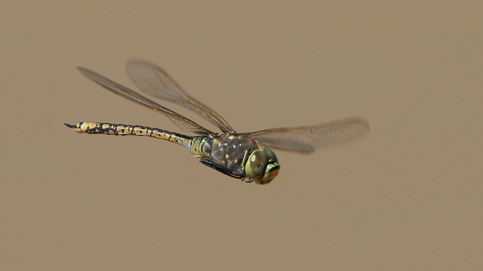 J17_3439 Anax papuensis male.JPG